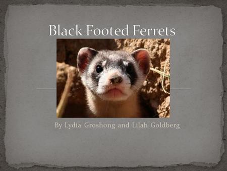By Lydia Groshong and Lilah Goldberg There are many names for baby animals but black footed ferret ferret babies are called kits. Black footed ferret.