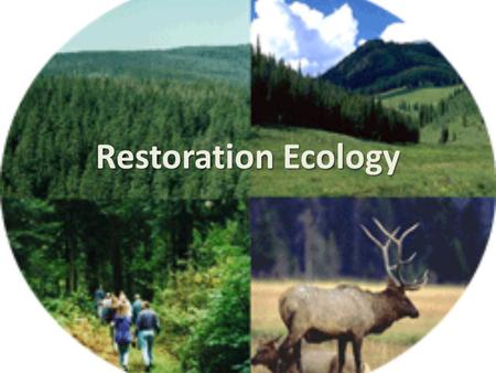 Restoration Ecology. Key terms Intervention Mitigation Reallocation Reclamation Re-creation Rehabilitation Remediation Restoration.