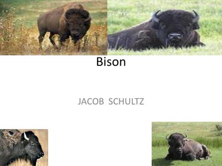 Bison JACOB SCHULTZ. Bison A bison is a mammal A bison has long hair and has horns. The hair is brown and the horns are sharp.