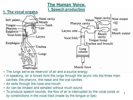 The Human Voice. I. Speech production 1. The vocal organs