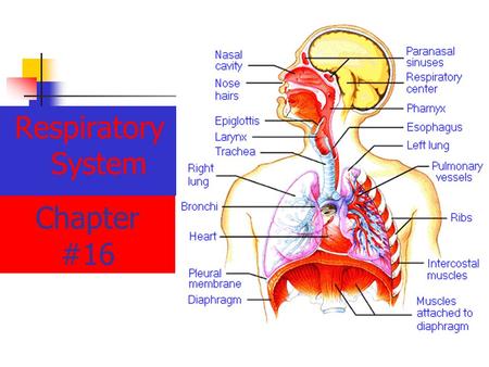 Respiratory System Chapter #16.