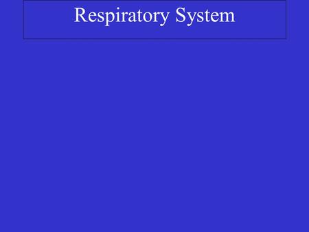 Respiratory System. Primary Function – Gas Exchange Secondary Functions – Speech – pH regulation of internal environment.