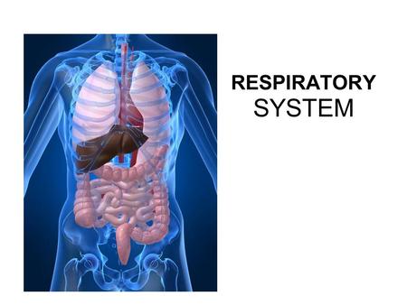RESPIRATORY SYSTEM. PRIMARY FUNCTIONS Exchange gases (oxygen and CO2) Takes up oxygen from air and supplies it to blood (for cellular respiration).