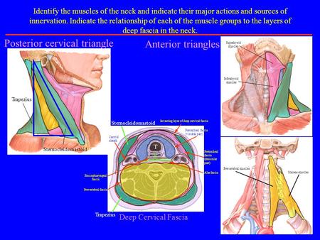 Sternocleidomastoid Trapezius Posterior cervical triangle Identify the muscles of the neck and indicate their major actions and sources of innervation.
