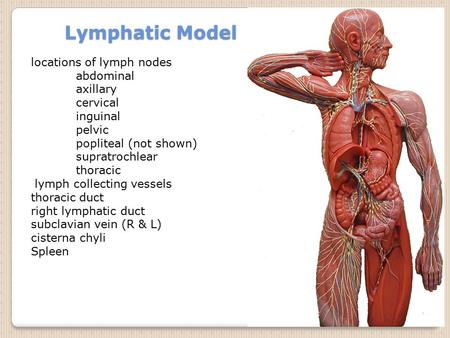 Lymphatic Model locations of lymph nodes abdominal axillary cervical