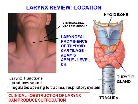 LARYNX REVIEW: LOCATION