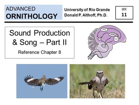 ADVANCED LEC 11 ORNITHOLOGY University of Rio Grande Donald P. Althoff, Ph.D. Sound Production & Song – Part II Reference Chapter 8.