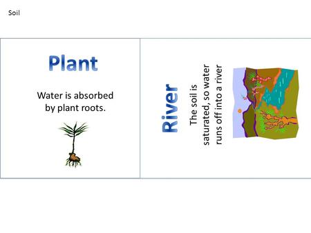 Water is absorbed by plant roots. The soil is saturated, so water runs off into a river Soil.