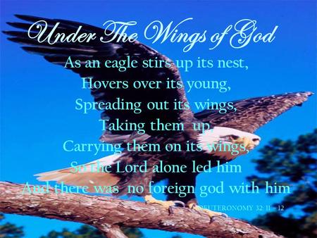 Under The Wings of God As an eagle stirs up its nest,