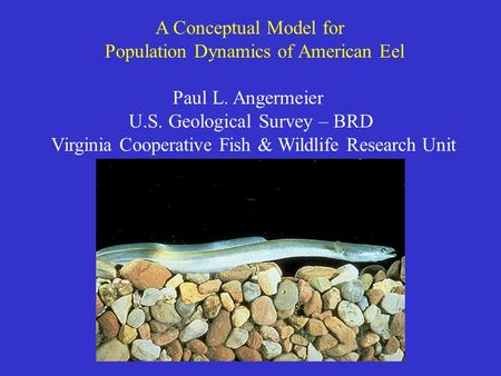 A Conceptual Model for Population Dynamics of American Eel Paul L. Angermeier U.S. Geological Survey – BRD Virginia Cooperative Fish & Wildlife Research.