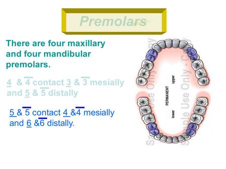 Premolars There are four maxillary and four mandibular premolars.
