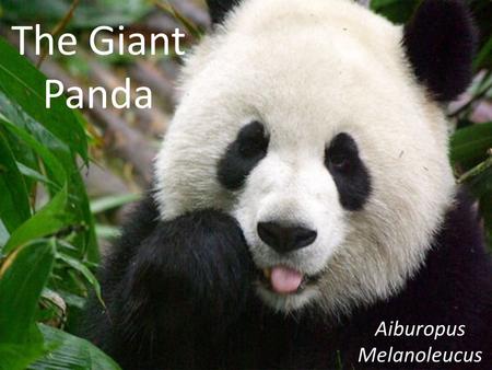 The Giant Panda Aiburopus Melanoleucus. Fertilization The panda reproduces sexually The panda carries it’s babies in it’s womb so it’s internal The panda.