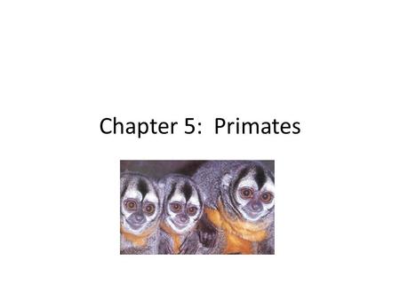 Chapter 5: Primates. Primate Video Primate Characteristics After the video; what are primate Characteristics: _________________.