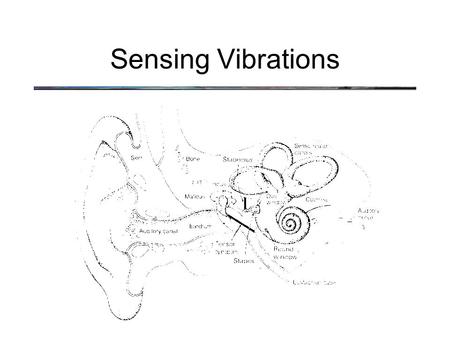 Sensing Vibrations. Basilar membrane measures the amplitude and frequency of sound waves –amplitude (loudness) - magnitude of displacement of the basilar.