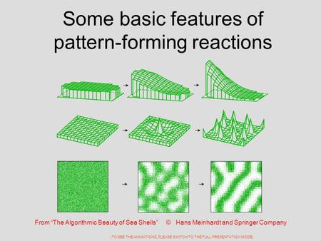 Some basic features of pattern-forming reactions From “The Algorithmic Beauty of Sea Shells” © Hans Meinhardt and Springer Company (TO SEE THE ANIMATIONS,