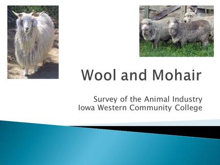 Survey of the Animal Industry Iowa Western Community College.