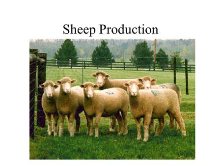 Sheep Production.