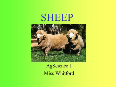 SHEEP AgScience I Miss Whitford. Overview Breeds Common Terms Parts.
