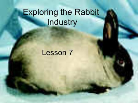 Exploring the Rabbit Industry Lesson 7. Interest Approach What are 2 different types of rabbit breeds? What is the purpose of rabbits in today’s world?