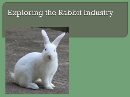  What is a rabbit breed that you are familiar with?  What is the purpose of rabbits in today’s world?