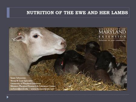 NUTRITION OF THE EWE AND HER LAMBS