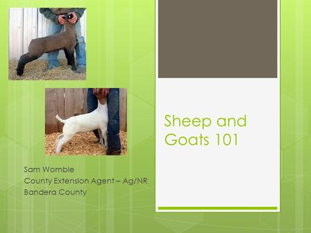 Sheep and Goats 101 Sam Womble County Extension Agent – Ag/NR Bandera County.
