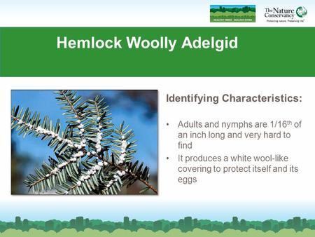 Hemlock Woolly Adelgid Identifying Characteristics: Adults and nymphs are 1/16 th of an inch long and very hard to find It produces a white wool-like covering.