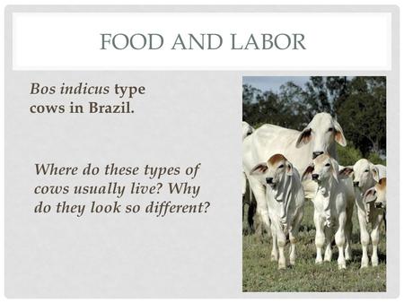 FOOD AND LABOR Bos indicus type cows in Brazil. Where do these types of cows usually live? Why do they look so different?