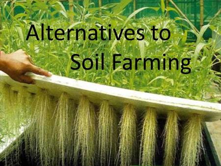 Alternative Methods: Soiless Farming
