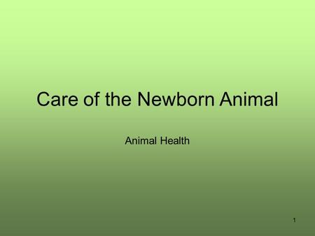 1 Care of the Newborn Animal Animal Health. 2 Movie of student processing newborn piglet Double Click Here to play Windows Movie -