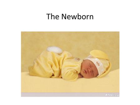 The Newborn.