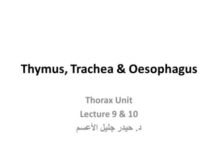 Thymus, Trachea & Oesophagus