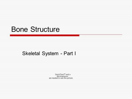 Skeletal System - Part I