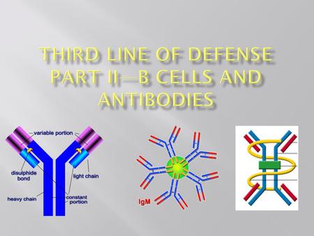 What are antibodies??? F ab sites F c site In B cells, antibodies are bound to the membrane at the F c site. Plasma cells secrete antibodies into the.
