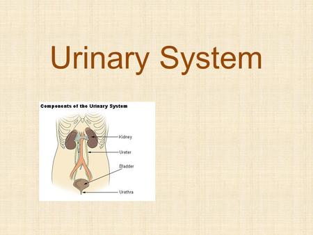 Urinary System. Functions of the Urinary System Removes organic waste products generated by the body’s cells Regulates blood volume and blood pressure.