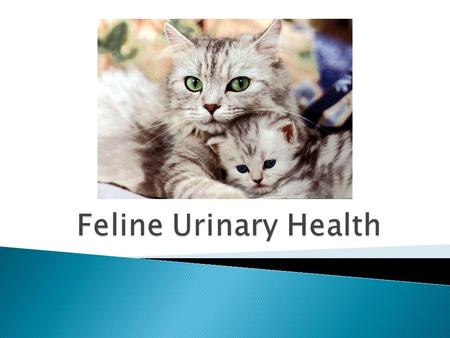 There are many reasons why cats develop urinary problems.
