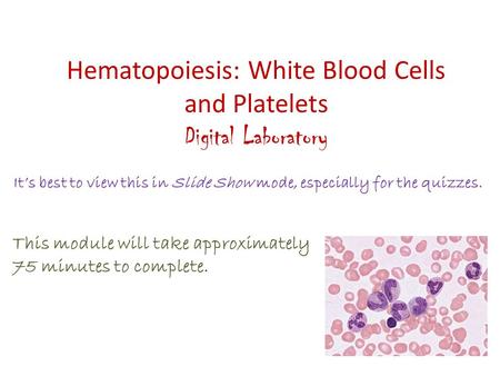 Hematopoiesis: White Blood Cells and Platelets