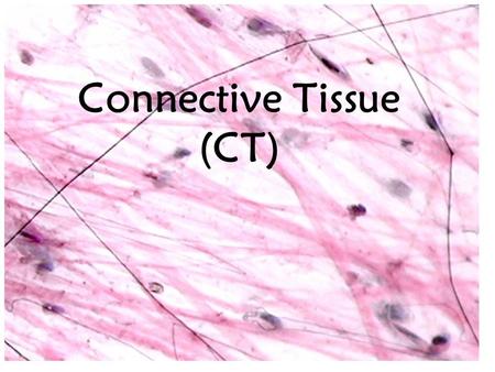Connective Tissue (CT). Diversity of Connective Tissue Types and Functions: Loose Connective Tissue: Areolar and fat –insulation, protection (padding),