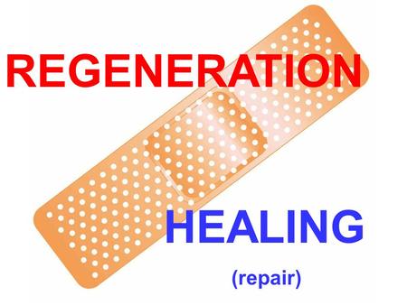REGENERATION HEALING (repair). LEARNING OBJECTIVES Review the normal physiology and concepts of cell proliferation, cell growth, cell “cycle”, and cell.