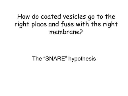 The “SNARE” hypothesis