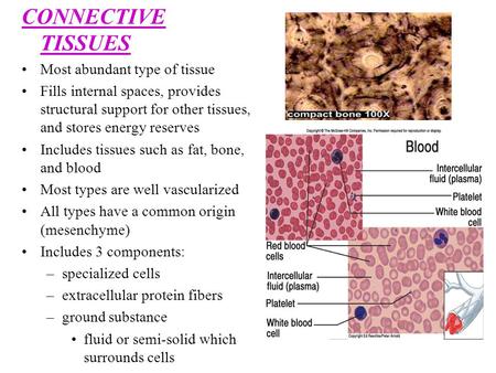 CONNECTIVE TISSUES Most abundant type of tissue