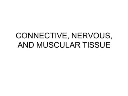 CONNECTIVE, NERVOUS, AND MUSCULAR TISSUE. Connective Tissue Basic elements –Cells –matrix.