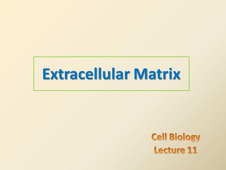 Extracellular Matrix Cell Biology Lecture 11.