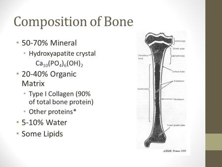 Composition of Bone 50-70% Mineral Hydroxyapatite crystal Ca 10 (PO 4 ) 6 (OH) 2 20-40% Organic Matrix Type I Collagen (90% of total bone protein) Other.