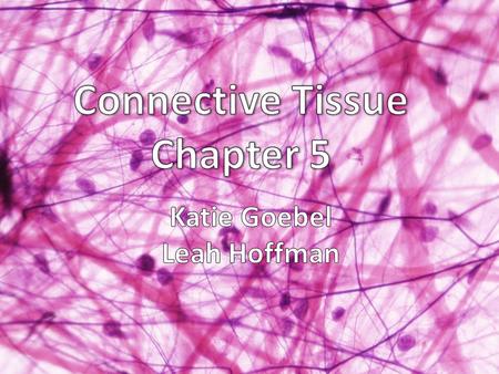 Learning Target #3: Compare the function, location and distinguishing characteristics of the 4 main types of tissue.