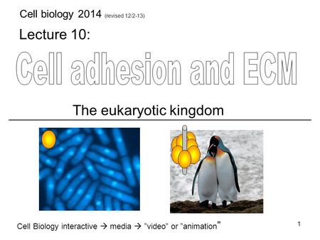 Lecture 10: Cell Biology interactive  media  ”video” or ”animation ” The eukaryotic kingdom 1 Cell biology 2014 (revised 12/2-13)
