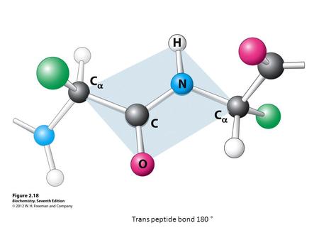 Trans peptide bond 180 °. 2e Structure Regular pattern of H-bonding Involves backbone (not side chains) C=O … H-N Several consecutive residues.