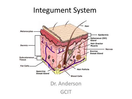 Integument System Dr. Anderson GCIT. The Skin Largest organ in the body Functions are multipurpose – Defense against pathogens – Prevents dehydration.