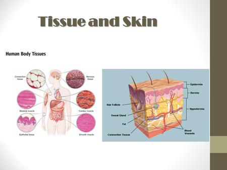 Tissue and Skin.