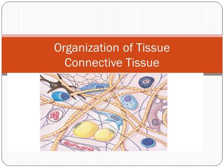 Organization of Tissue Connective Tissue. Definition of Connective Tissue Used to connect…. Examples include basement membrane, bone, fat and blood Uses.